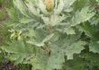 Echinops Giganteus: Weed Or Giant Miracle Plant?