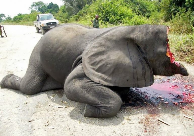 Is Korup Park Risky For Elephants?
