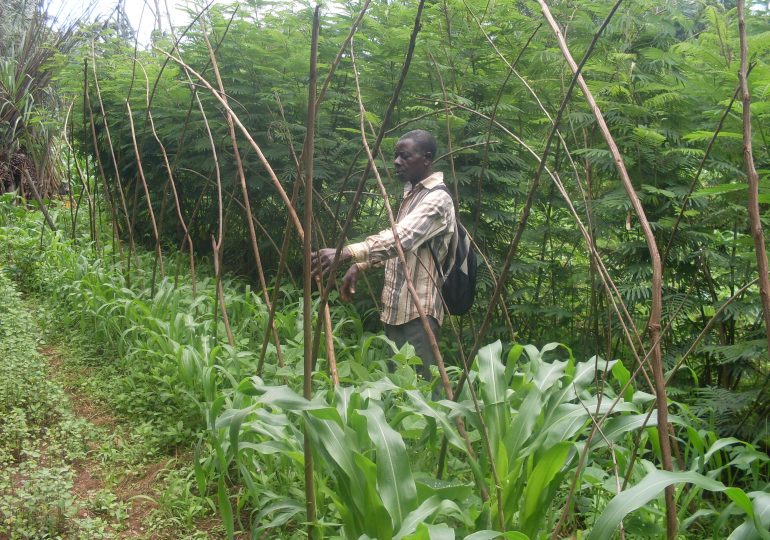 Agro-forestry Boosting Farmers’ Yields  