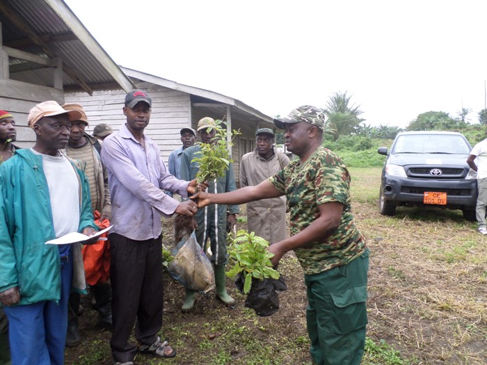 10.000 More Threatened Trees Planted In Mt. Cameroon Area