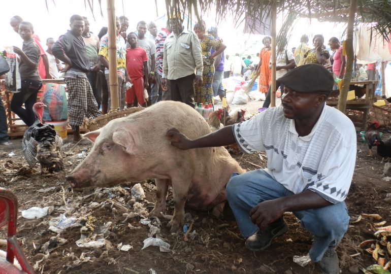 Pig Farmer Cheated Of 100.000 Prize At Agro-pastoral Show