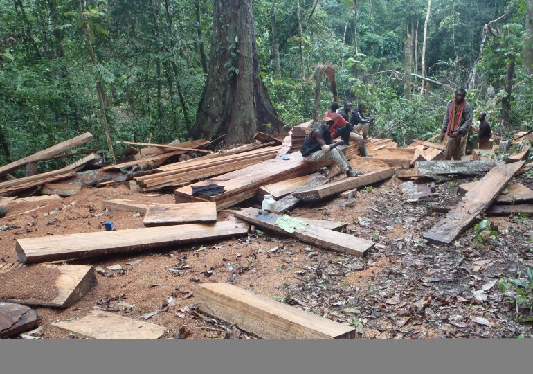 Illegal Logger Dupes Villagers
