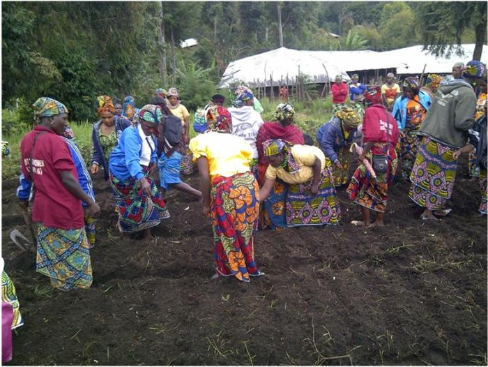 Magha-Bamumbu Farmers Drop Chemical Fertilizers For Agro-forestry