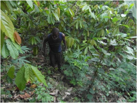 Farmers Replace Cocoa Farms With Prunus africana