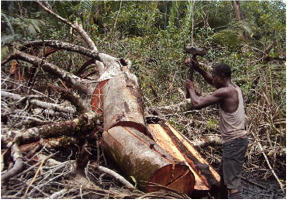 Weak Legal System Accelerating Mangrove Destruction