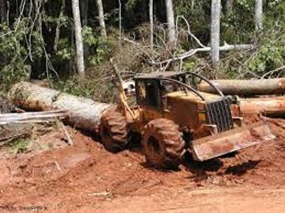 World Bank Blamed for Destroying Tropical Rainforests