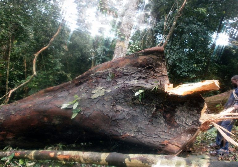 Ignorant Villagers ‘Kill’ Mother Zebra Wood – The Green Vision