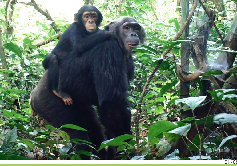 Bio-monitoring Helps Reduce Human Pressure On Endangered Wildlife Habitat