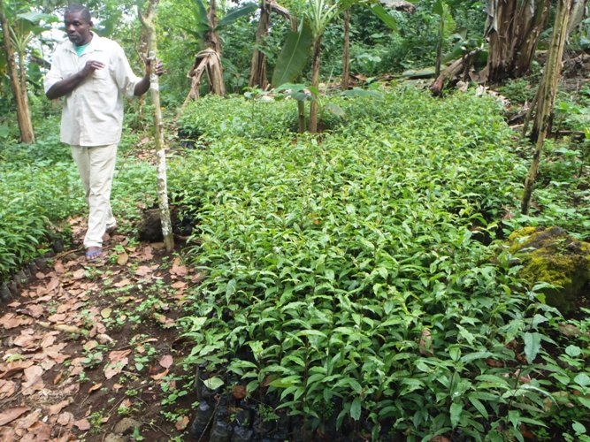 Mt. Cameroon Communities Boost Threatened Trees Conservation