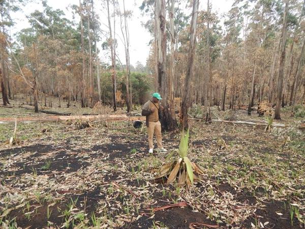 Nkambe Council Promises To Replace Eucalyptus With Water-Loving Trees