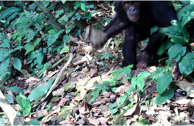 Curious Chimpanzee Attacks Trail Camera in Wildlife Sanctuary