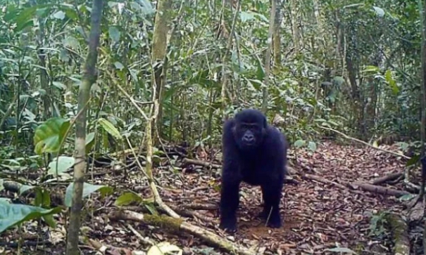 Why Cameroon’s Biodiversity is Declining and its Consequences