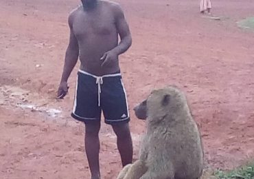 Male Olive Baboon finds home in the Deng Deng Community