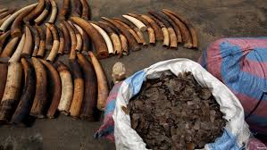 Stop! The illegal wildlife trade: Why Elephants around the Deng Deng National Park are in Great Trouble