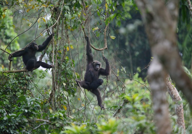 As Cameroon government backtracks on logging concession of Ebo Forest: what next?