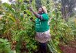 Forest Garden Farmer Uses Acacia Branches as Support, to Grow Climbing Beans