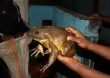 Cameroon’s World’s Biggest Frog Near Extinction