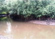 Bakassi Mangroves in Need of  Urgent Conservation Action!