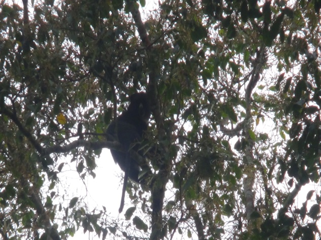 Primate Species greatly threatened in the Deng Deng National Park-Belabo Council Forest