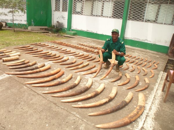 123 Elephant Tusks Confiscated in SWR