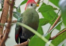 Cameroon’s Endemic Bannerman’s Turaco population in steady Decline