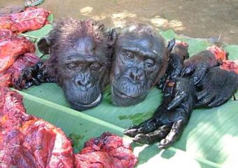 Cameroons Great Apes increasingly poached into extinction