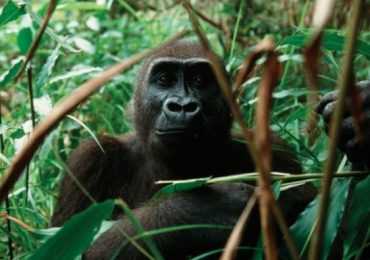 Importance of Cross River Gorillas as part of the Ecosystem of the Tropical Rainforests