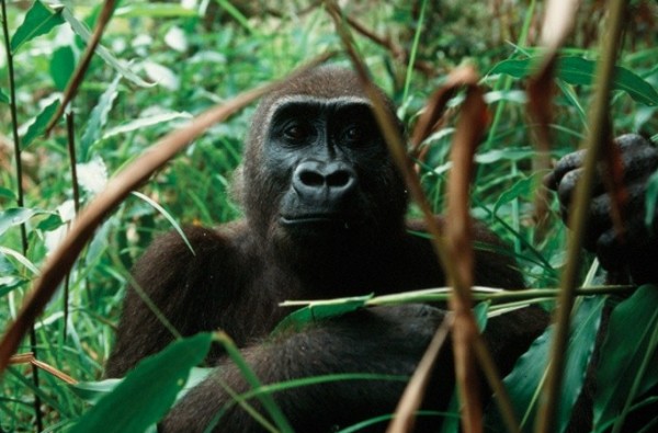 Importance of Cross River Gorillas as part of the Ecosystem of the Tropical Rainforests