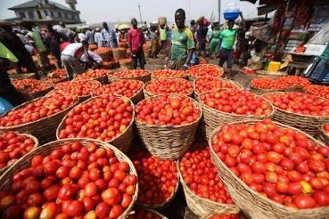 Tomato Farmers Decry Losses Amid Massive Production