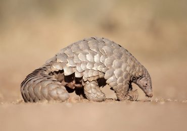 400,000 African pangolins are hunted for meat every year – why it’s time to act