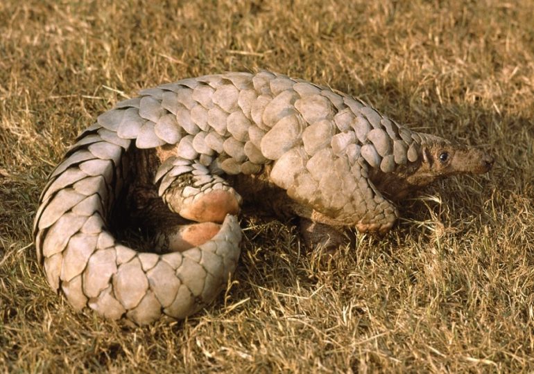 Protecting Pangolins from Imminent Extinction